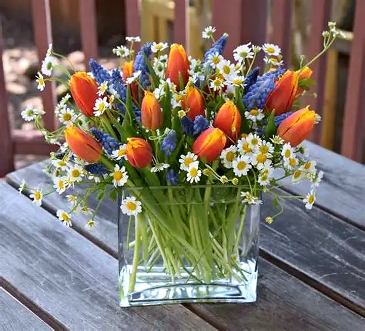 Spring tulips and daisies in a glass cube